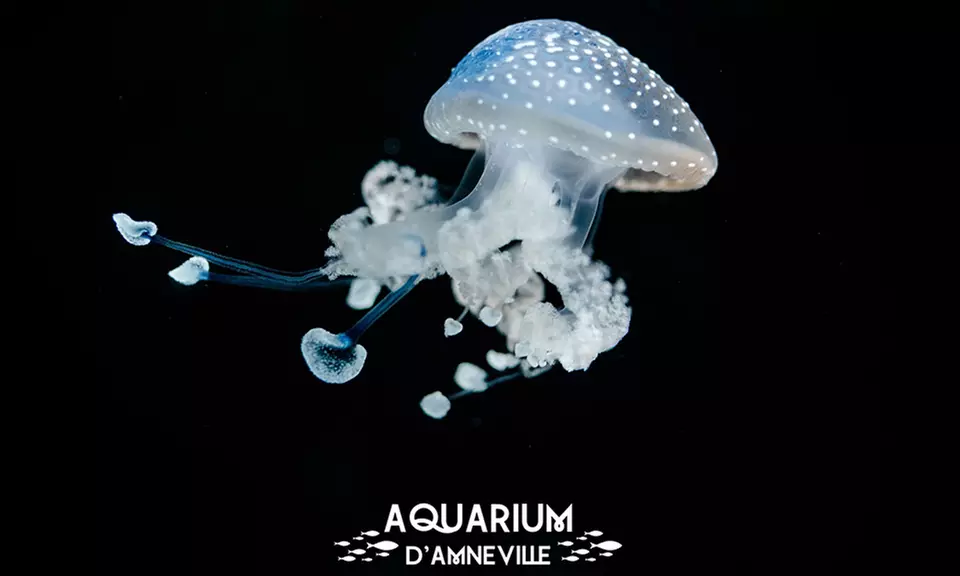Billet adulte ou enfant pour l'Aquarium d'Amnéville