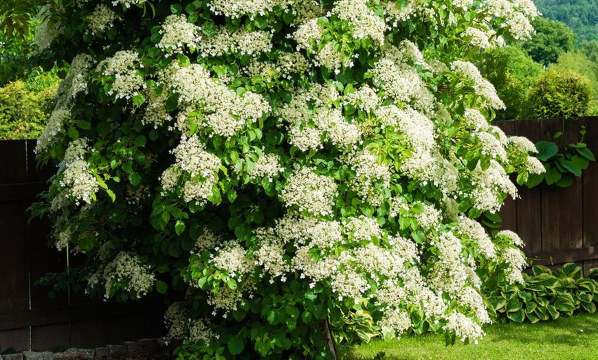 Image 10: Upto Three Mixed Potted White Hydrangea Varieties