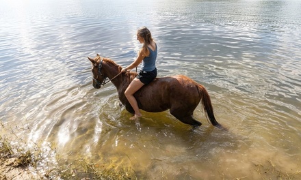 Swim with the Horses - In The Breeze Ranch
