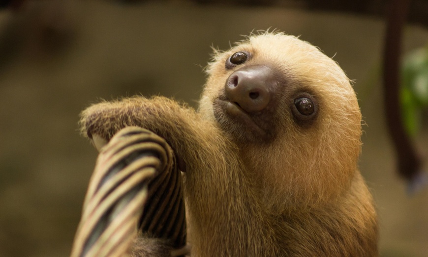 Image 21: ✈ 12-Day Ultimate Costa Rica RoadTrip w/ Air, Hotel & Car from Worldee