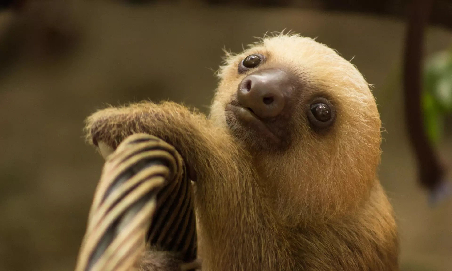 ✈ 12-Day Ultimate Costa Rica RoadTrip w/ Air, Hotel & Car from Worldee