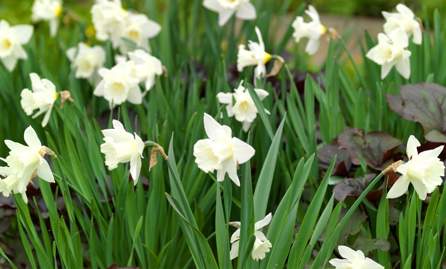 Image 1: Bulbes de narcisses