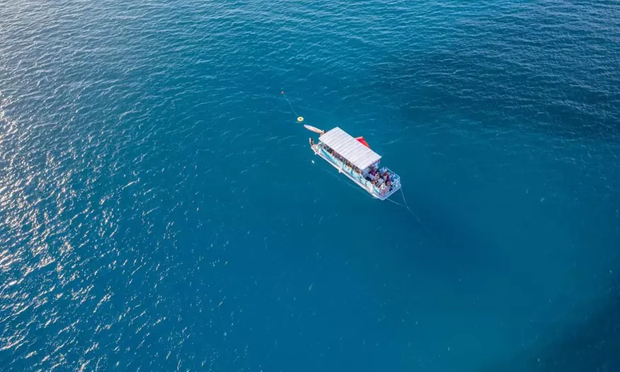 Experience a Waikiki Ocean Safari Tour
