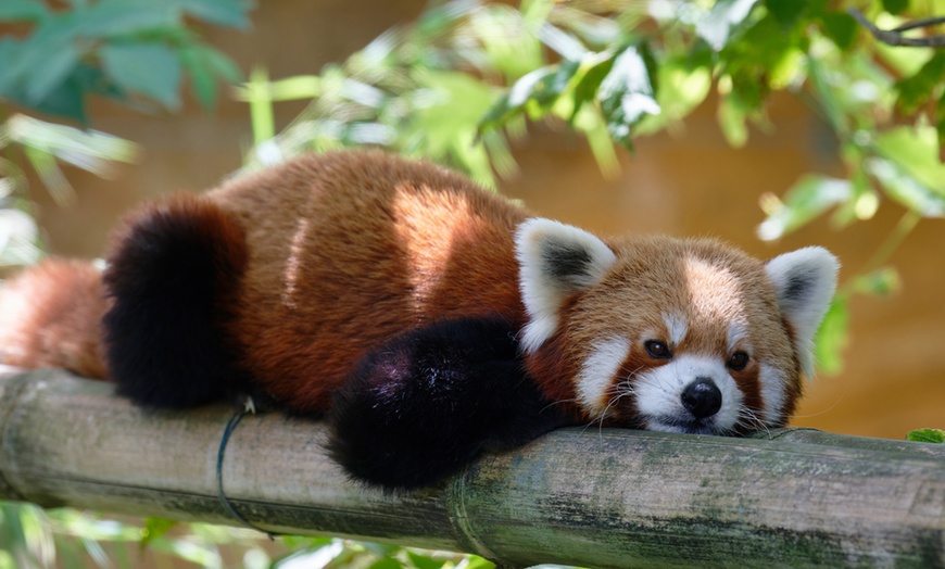 Image 44: Vivre les missions d’un soigneur au Touroparc Zoo