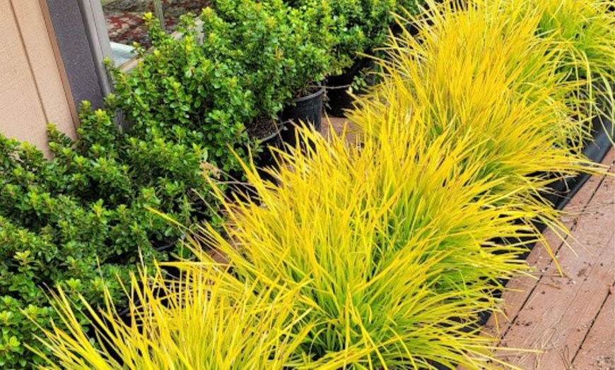 Image 4: Lomandra longifolia Miners Gold – 1 or 3 Potted Plants