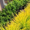 Image 4: Lomandra longifolia Miners Gold – 1 or 3 Potted Plants