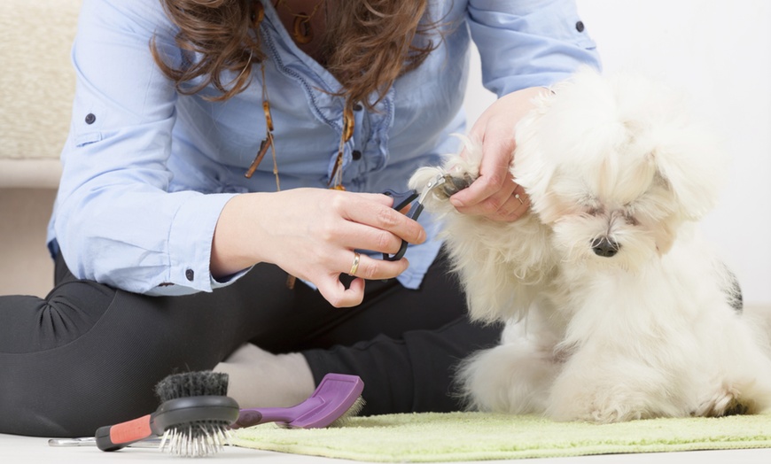 Image 1: Master Dog Grooming with Comprehensive Training