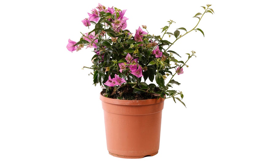 Image 2: YouGarden Bougainvillea Bush