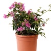 Image 2: YouGarden Bougainvillea Bush