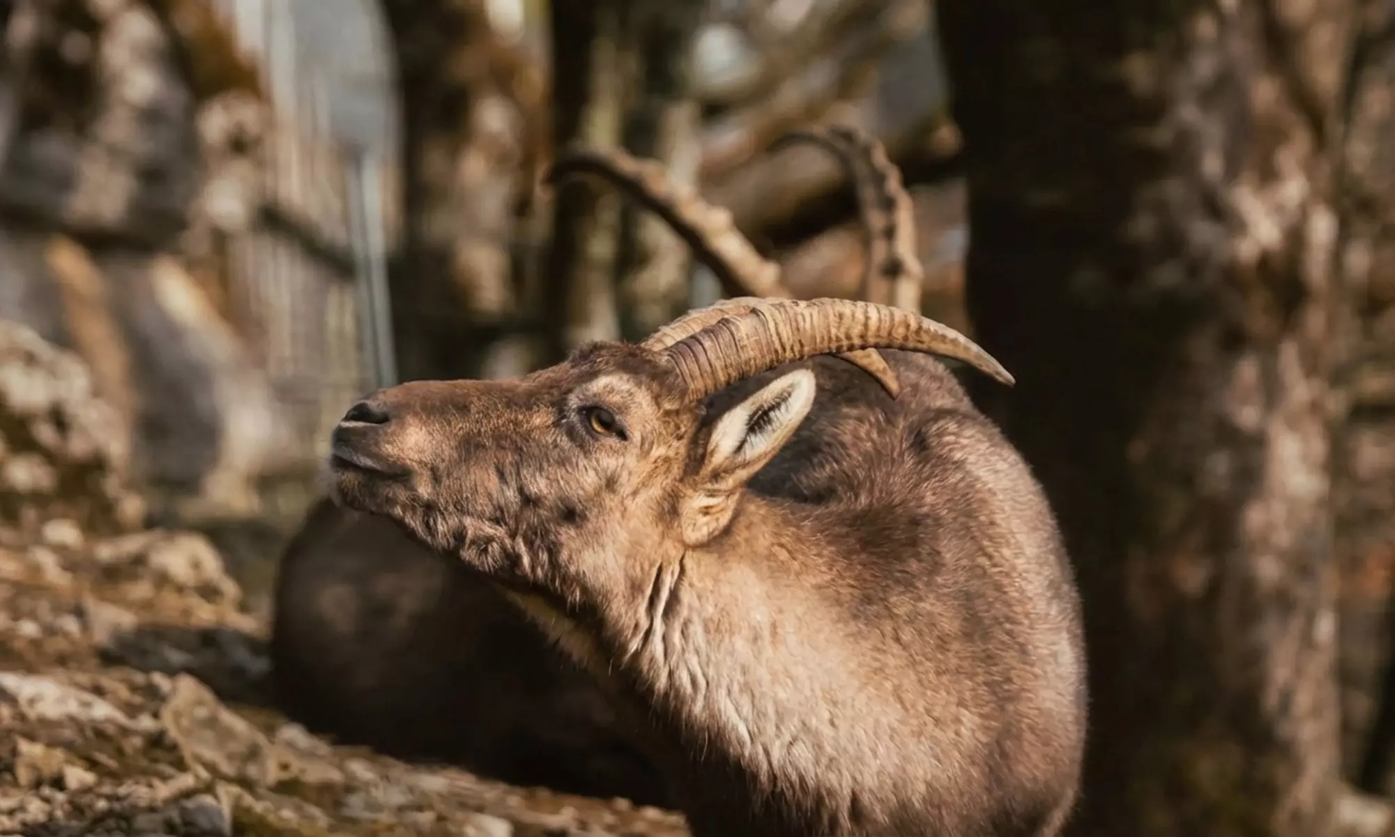 Entrée pour le Parc’Ours : balade nature et animaux des Pyrénées