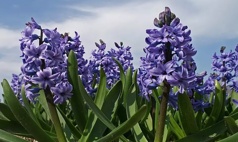 Up to 20 Touch Of ECO Blushing Blue Tango Hyacinth Flower Bulbs