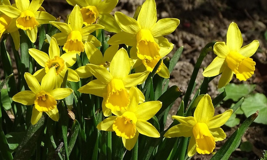 Image 5: Bulbes de narcisses