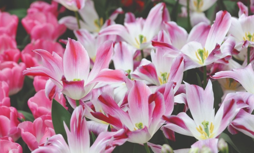 Image 12: 32 Tulip Bulbs – Vibrant Colour Changing Variety