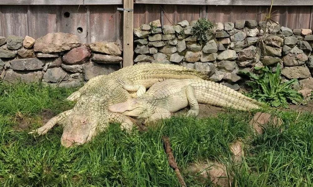 Colorado Gators Reptile Park Admissions for Adult or Children – Mosca