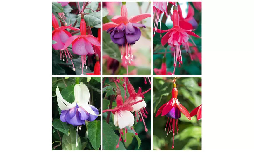 Image 1: The Complete Winter Hardy Fuchsia Collection