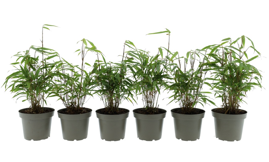 Image 5: Bambou Fargesia, non invasif