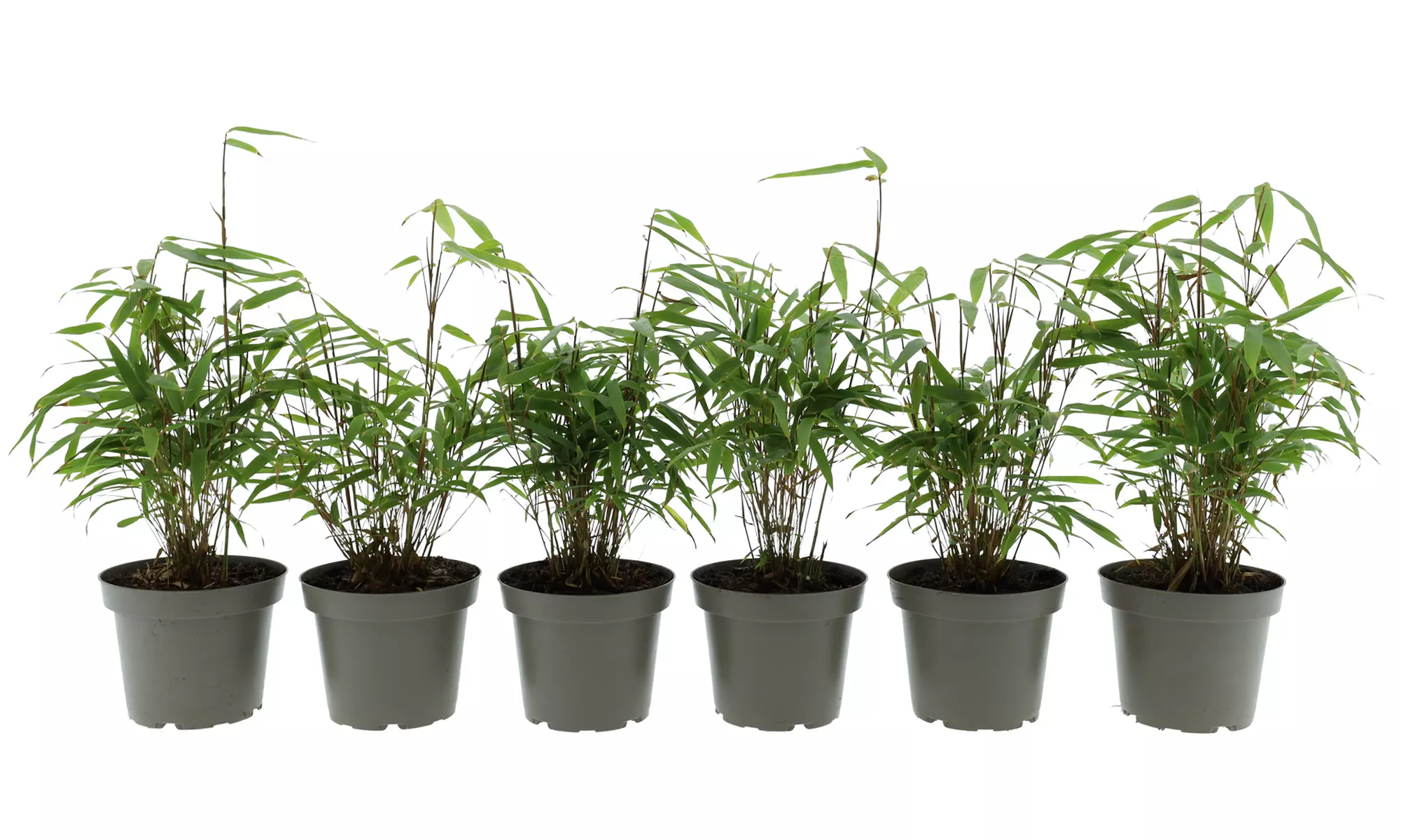 3x - 6x GARDENZO Bambus Asian Wonder, Rufa oder Red Dragon