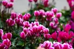 Pretty Pink Cyclamen Coum Flowers ( 3, 6, & 12 Bulbs With Planting Tool) - Second Medium