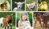 Barnyard Babies & Beyond: Meet Baby Animals Like Chicks, Goats & More at Charmingfare Farm (Up To 34% Off)