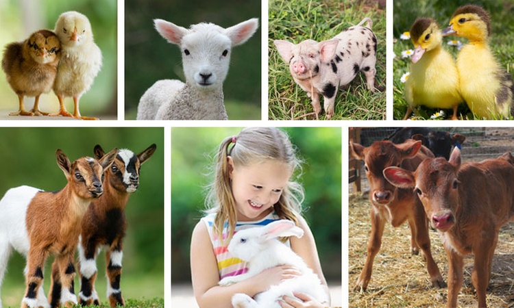Experience the Magic of Farm Life w/ Barnyard Babies for One Admission