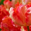 Image 1: Tot 20 'Parrot Mix'-tulpenbollen