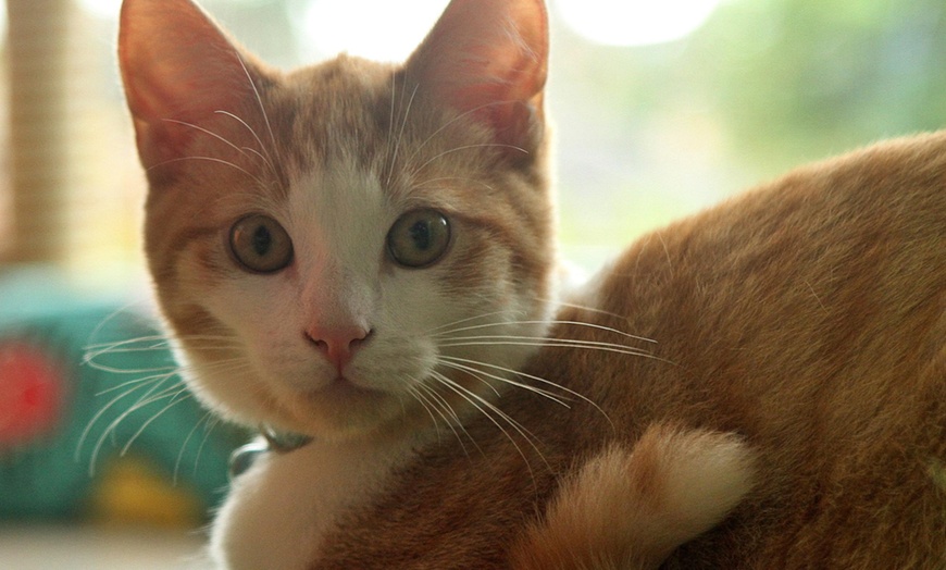 Image 5: Make Memories with Cat Cafe Entry, Drink and Snack for 1, 2, 3 or 4