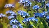 Forget Me Not Flower Seeds (1lb.)