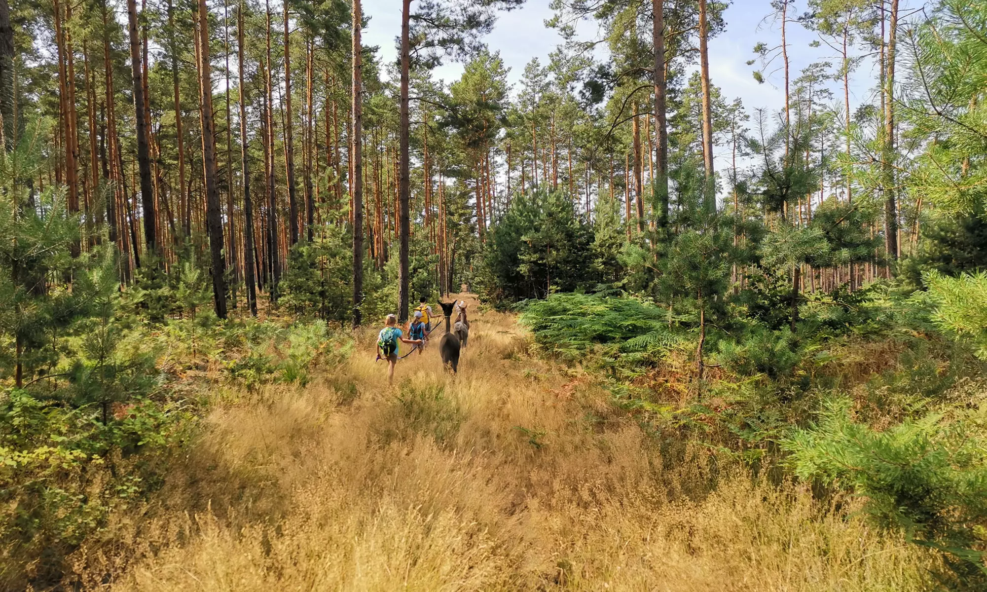 Alpaka- und Lama-Wanderung