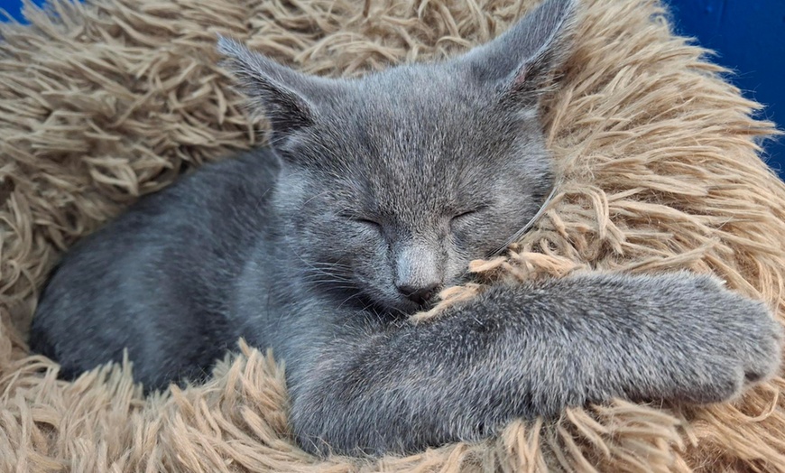 Image 3: Make Memories with Cat Cafe Entry, Drink and Snack for 1, 2, 3 or 4