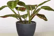 Maranta Red Prayer Plant in 4" and 6" Sizes with Free Shipping - Indoor and Outdoor Plants Up to 24% Off - Second Medium