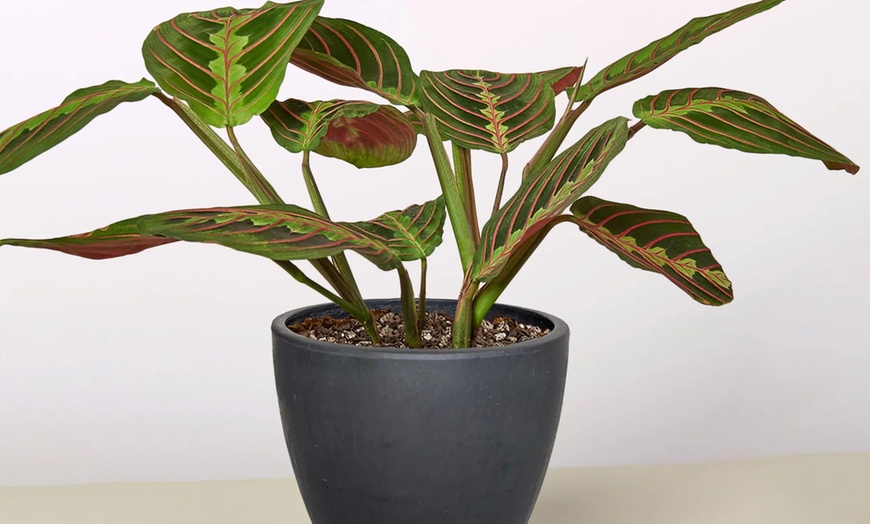 Image 7: Stunning Foliage: Adorn Your Space with a Maranta Red Prayer Plant from House Plant Shop with Free Shipping Up to 15% Off