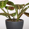 Image 7: Maranta Red Prayer Plant in 4" and 6" Sizes with Free Shipping Up to 24% Off