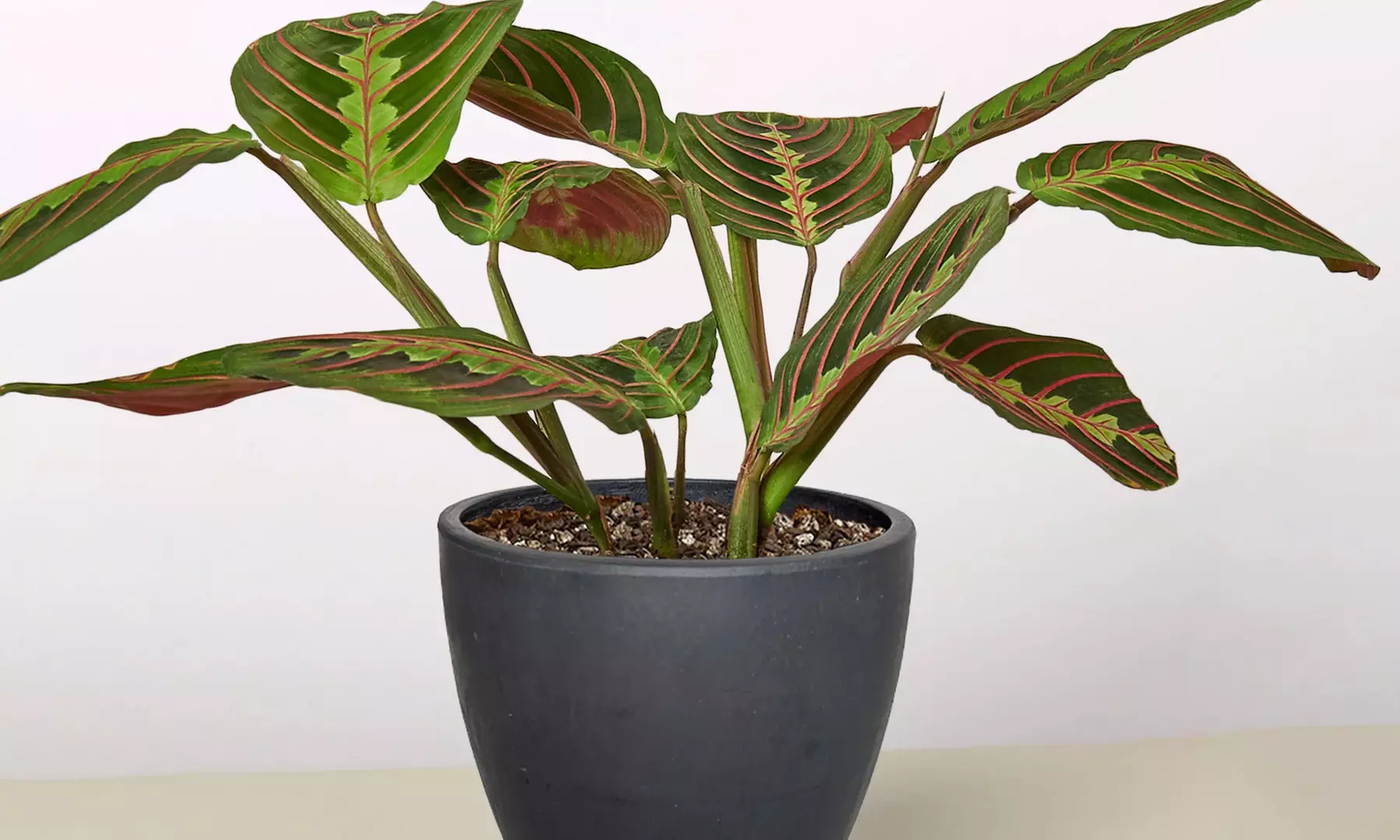 Stunning Foliage: Adorn Your Space with a Maranta Red Prayer Plant from House Plant Shop with Free Shipping Up to 15% Off