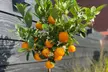 Pack de 3 albores de limón Citrus Limon y mini-naranja Citrus Calamondin para exteriores - Second Medium