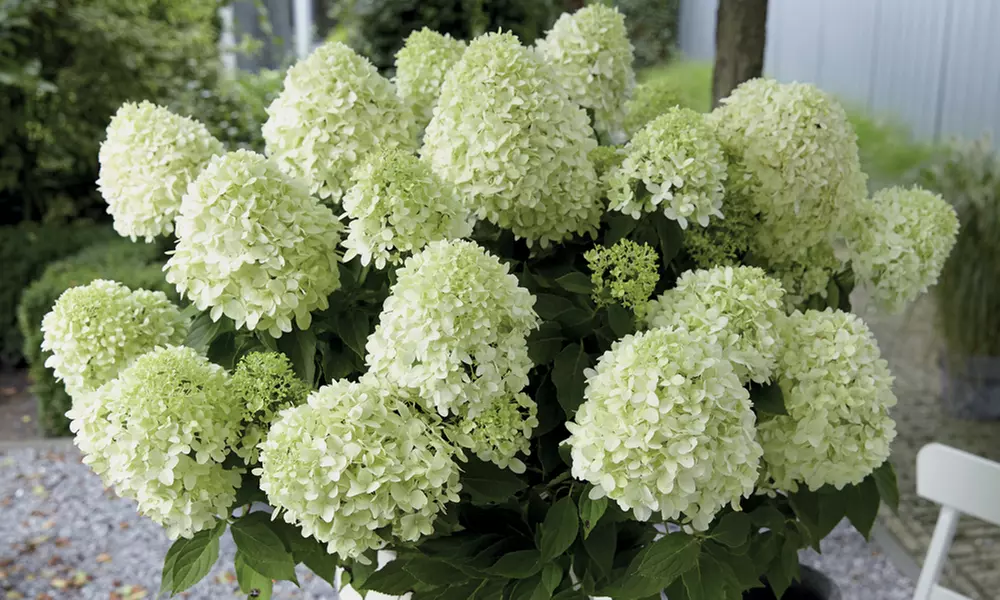 Hydrangea Paniculata 'Little Spooky' 9cm Pot - 1 or 2 Plants - Primary Image