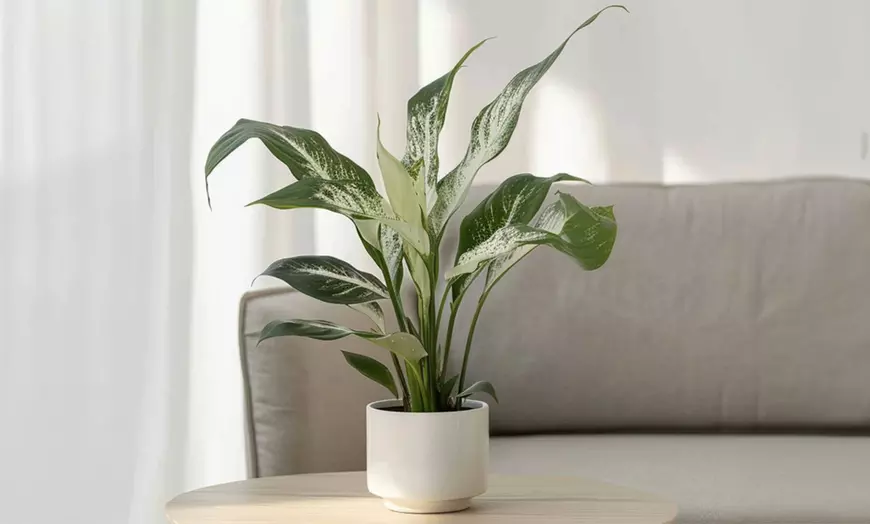 Image 1: Vredeslelie 'Spathiphyllum Diamond'