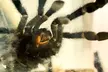 Explore Santa Fe's Bug and Reptile Museum with Admission for Up to Four People, Enjoy Up to  38% Off - Second Medium