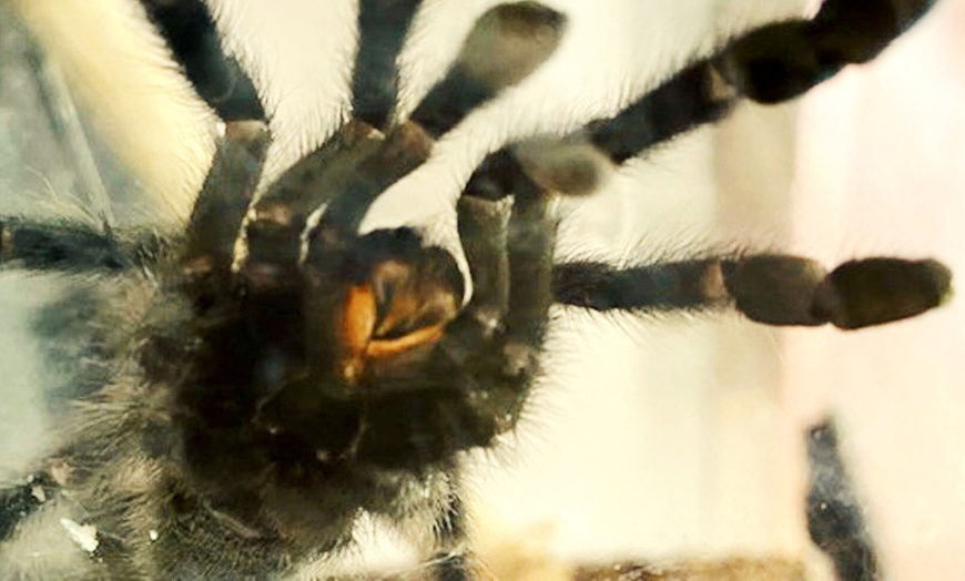 Image 2: Admission for Up to Four People to Santa Fe's Bug and Reptile Museum 