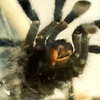 Image 3: Admission to Santa Fe's Bug and Reptile Museum 