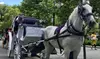Experience the Magic of Central Park with a Horse & Carriage Ride in New York City