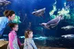 Get Oceanarium Experience for One Adult, Child, Senior or Family of 3, 4, or 5 at Oceanarium (Up To 25% Off) - Second Medium