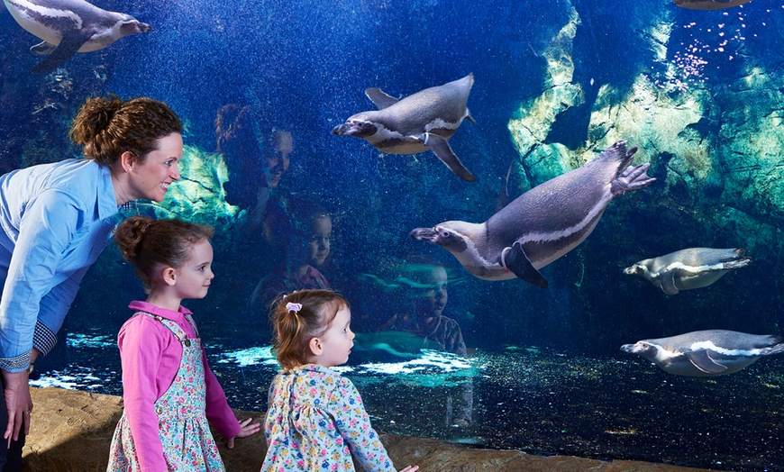 Image 5: Oceanarium Experience for One Adult, Child, Senior or Family of Upto 5