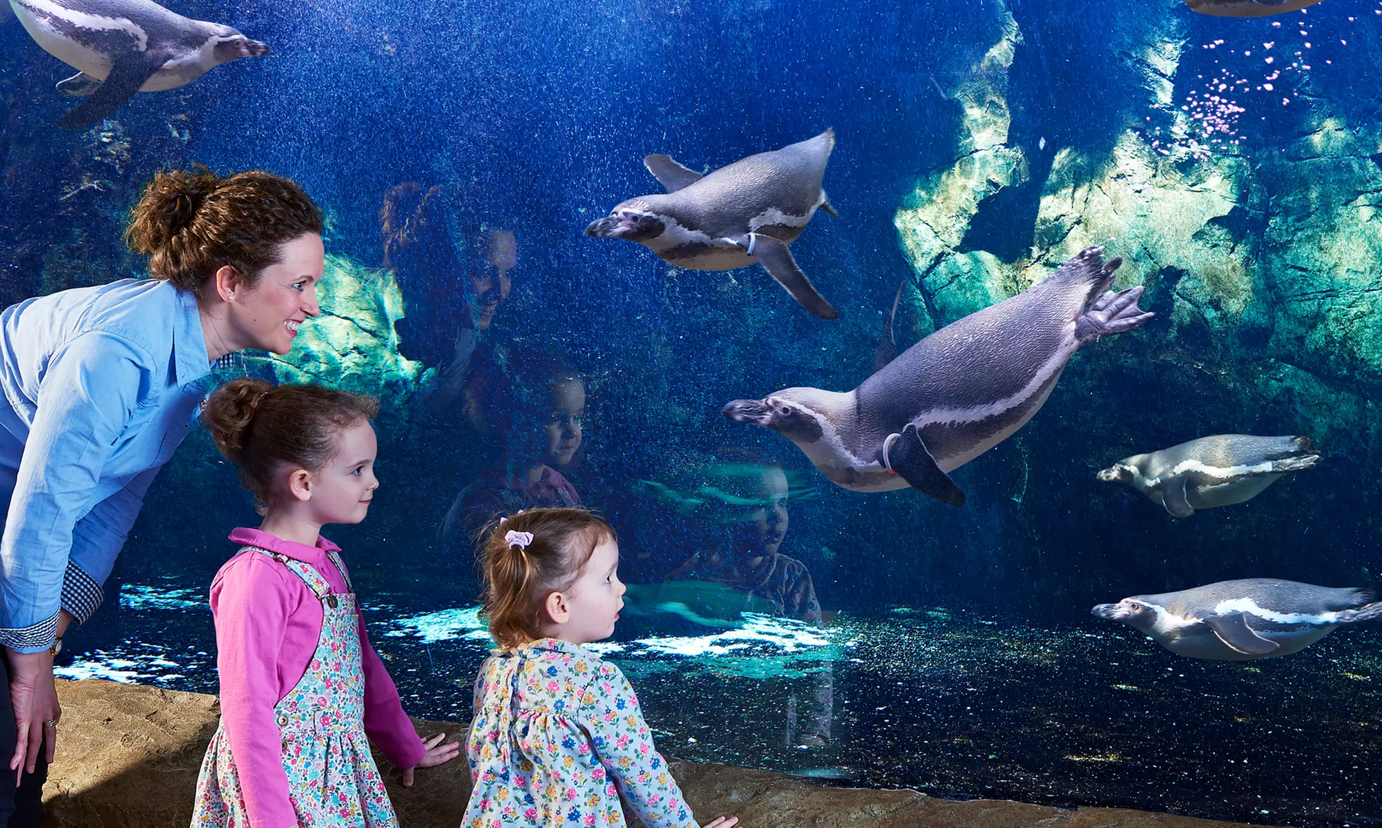 Oceanarium Experience for One Adult, Child, Senior or Family of Upto 5