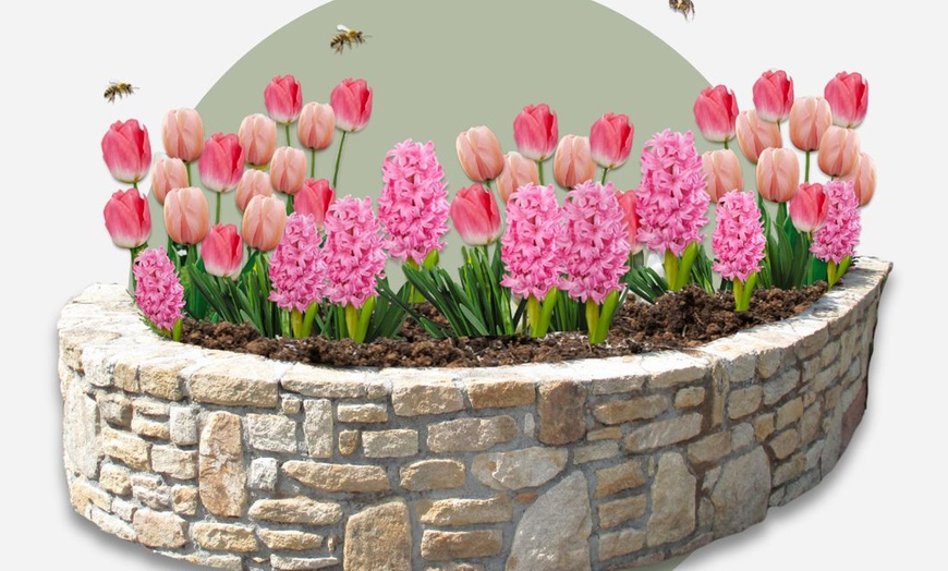 Image 3: Set van 25 kleurrijke bloembollen mix