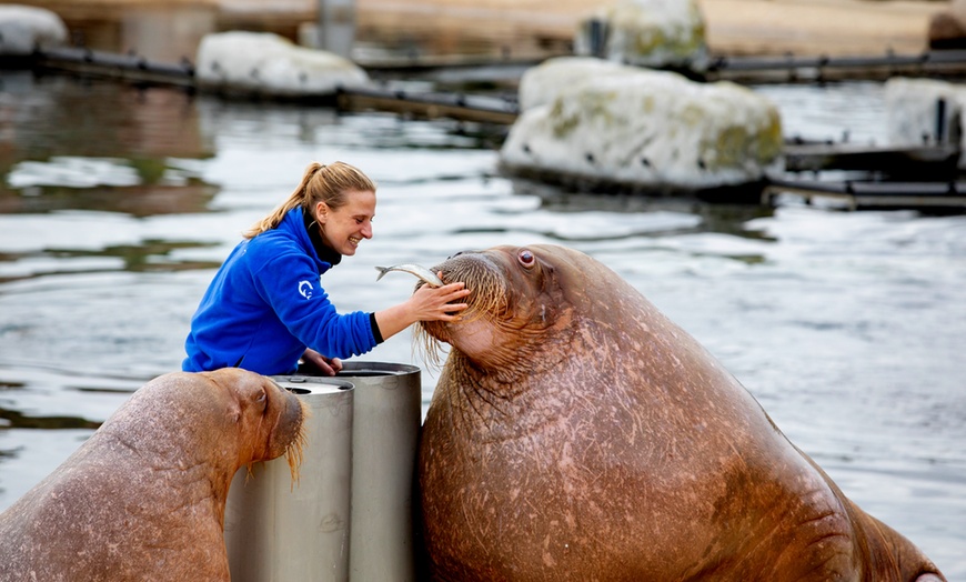 Image 6: Ontdek de dieren van de zee en neem zelf een duik in het Dolfinarium