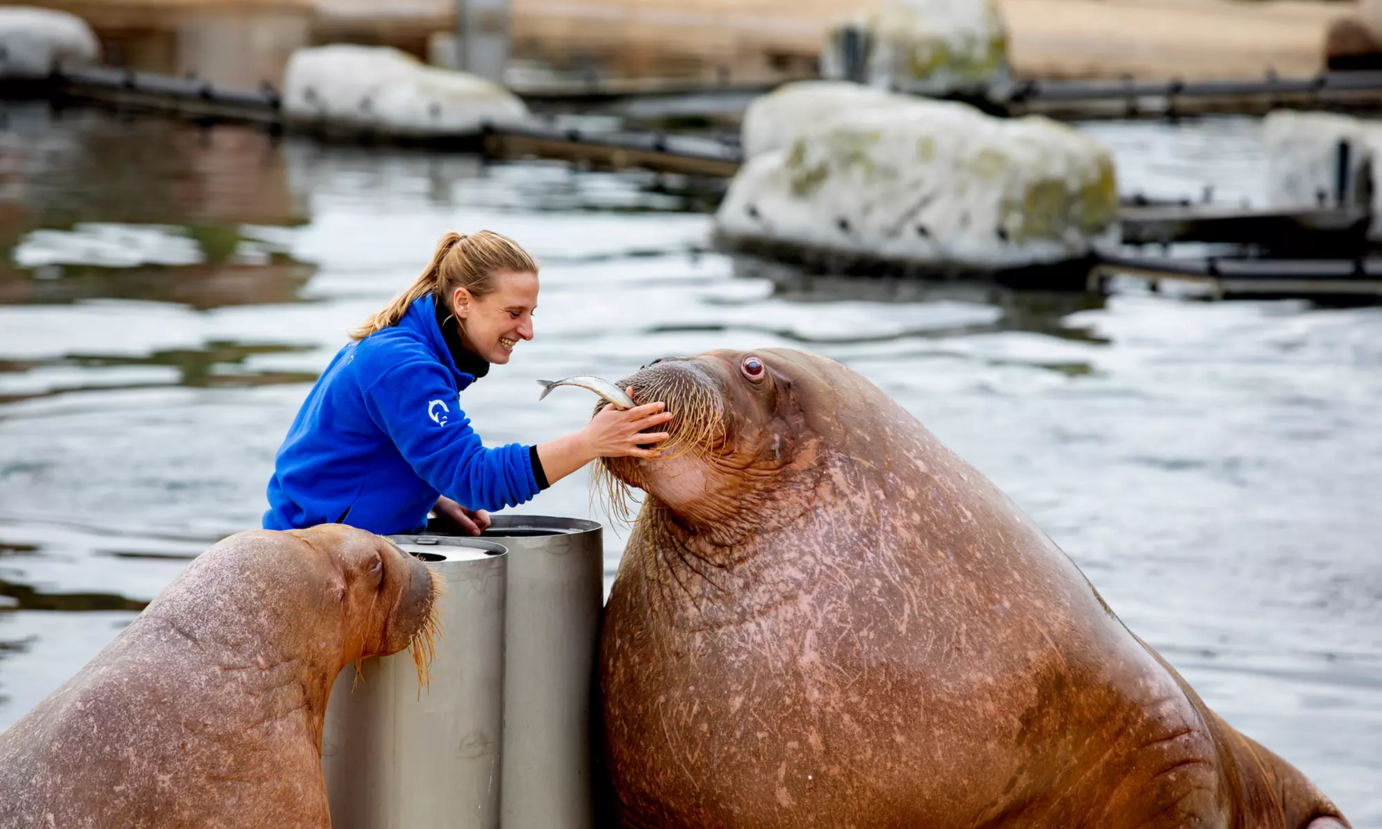 Ontdek de dieren van de zee en neem zelf een duik in het Dolfinarium