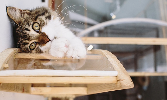  Cat  Cafe  with Meal and Drink Pause Cat  Cafe  Groupon