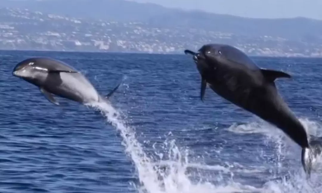 2 Hr California Riviera  or 3-Hr Coastal/Harbor Cruise For 6 People