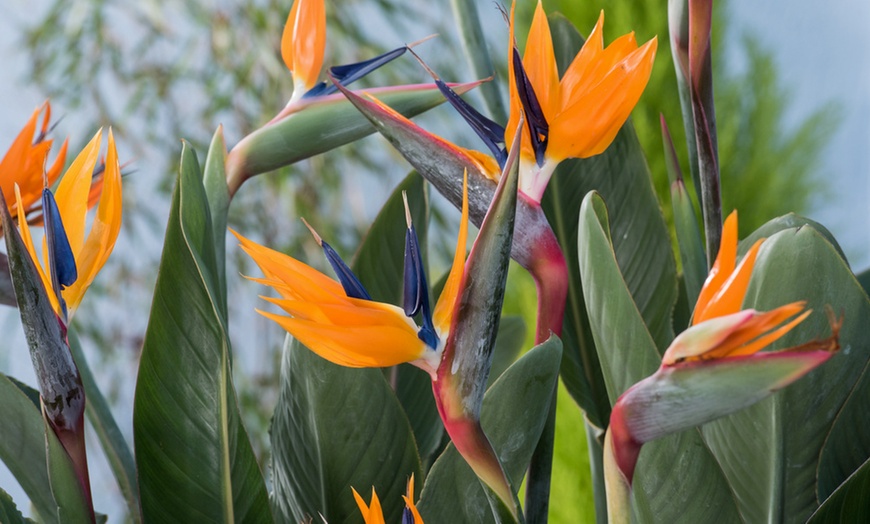 Image 3: Strelitzia Reginae, paradijsvogelplanten