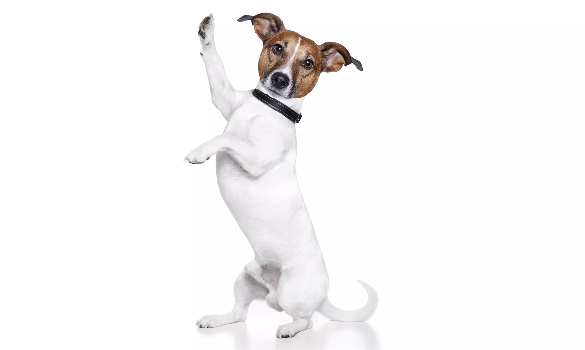 $46 for $85 Worth of Pet Care at Alan and April's petcare  - Primary Image